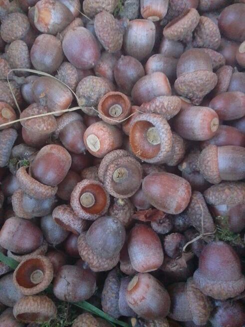 Żołędzie dębu czerwonego tegoroczne