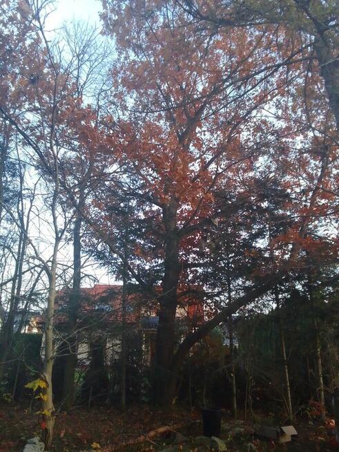 Żołędzie dębu czerwonego tegoroczne