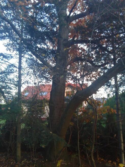 Żołędzie dębu czerwonego tegoroczne