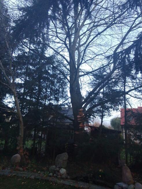 Żołędzie dębu czerwonego tegoroczne