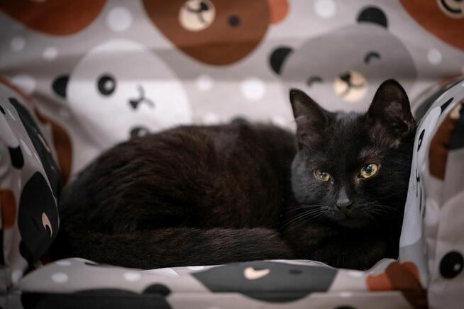 Cyguś, 4 miesięczny kotek do pokochania!