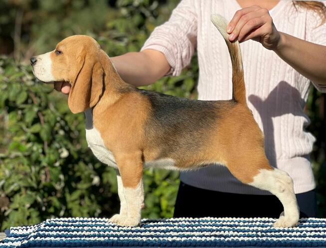 Beagle słodka suczka z Hodowli Championów ZKwP (FCI)