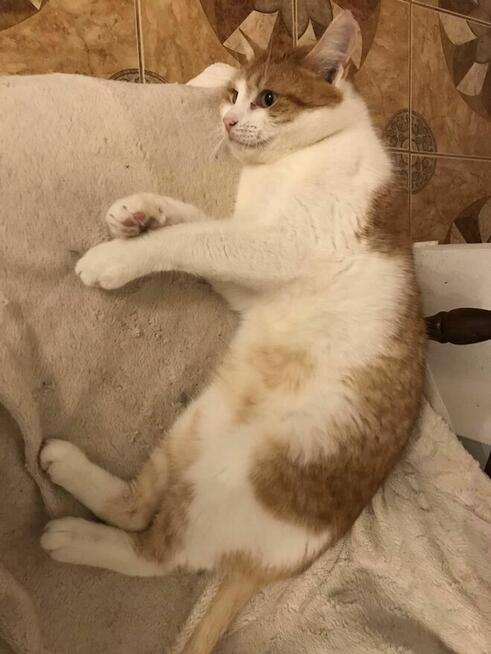 Orlen to ok 2 let. kocurek pilnie szuka domu Aniela Gło.