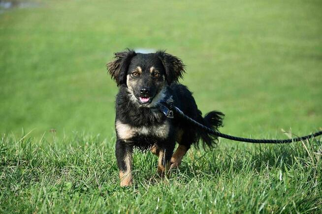 Roxi szuka domu, mała, suczka, młoda