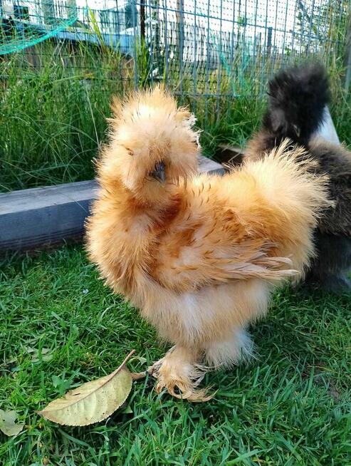 Koguty Silka USA jedwabiste oraz lokowane