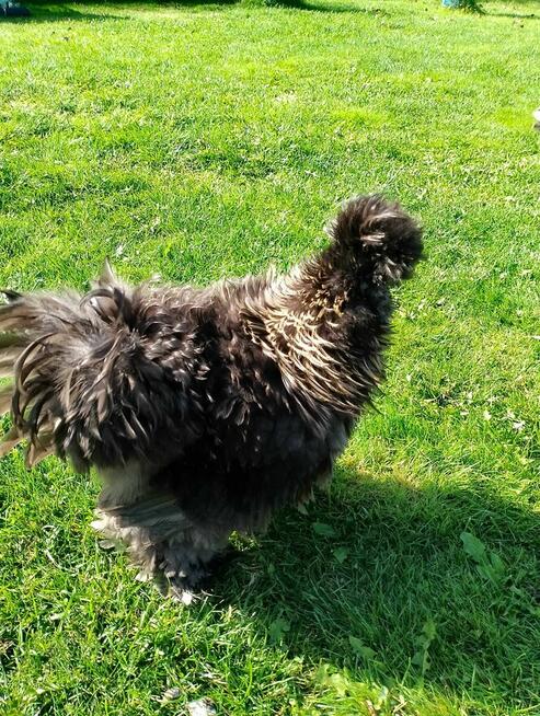 Koguty Silka USA jedwabiste oraz lokowane