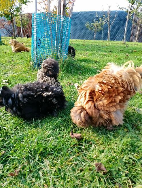 Koguty Silka USA jedwabiste oraz lokowane