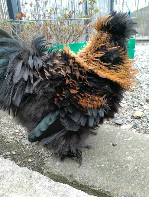 Koguty Silka USA jedwabiste oraz lokowane