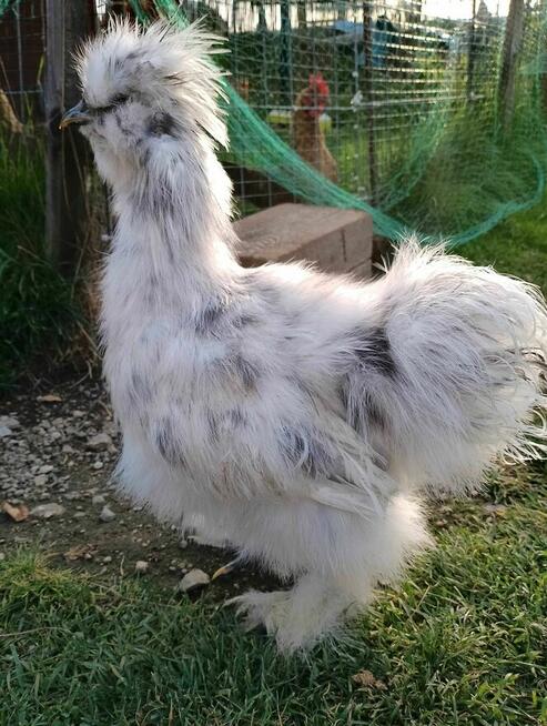 Koguty Silka USA jedwabiste oraz lokowane