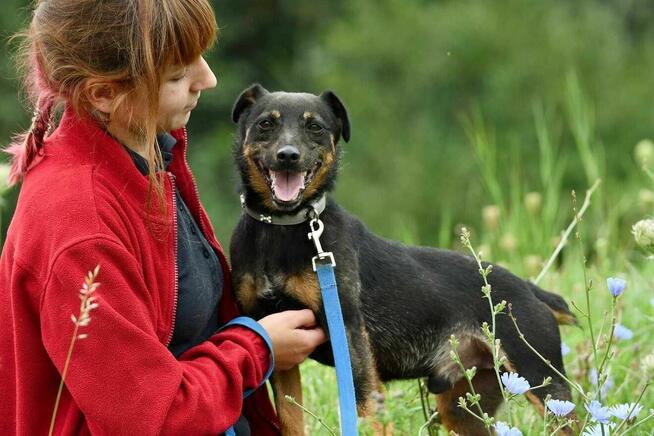 Sidi szuka domu, pies, terier niemiecki, mały