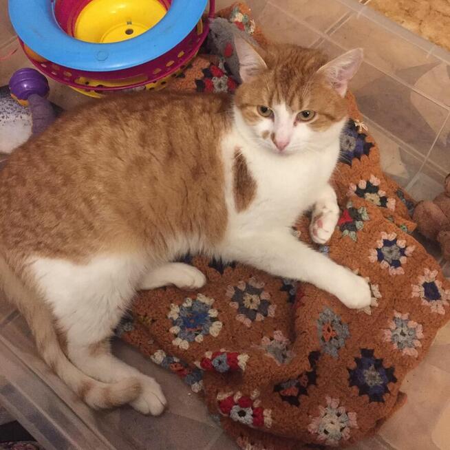 Orlen to ok 2 let. kocurek pilnie szuka domu Aniela Gło.