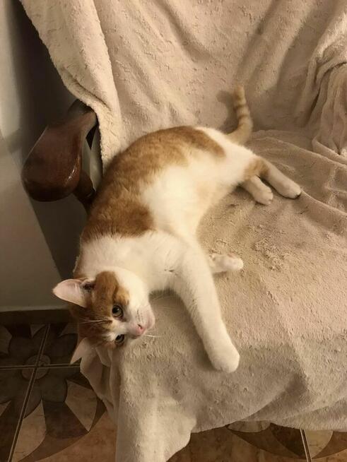 Orlen to ok 2 let. kocurek pilnie szuka domu Aniela Gło.