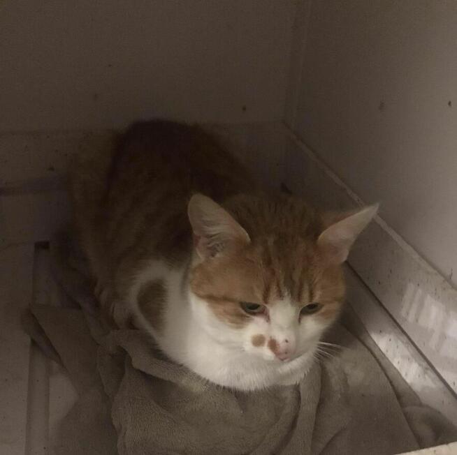 Orlen to ok 2 let. kocurek pilnie szuka domu Aniela Gło.