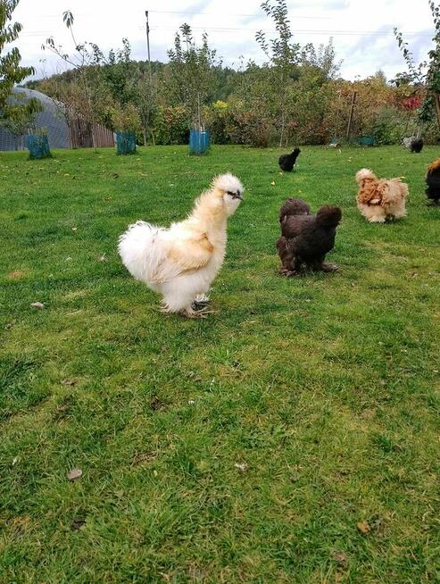 Koguty Silka USA jedwabiste oraz lokowane