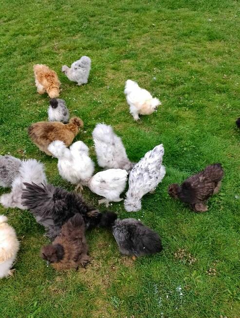 Koguty Silka USA jedwabiste oraz lokowane