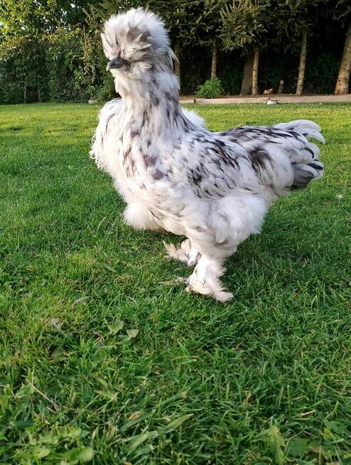 Koguty Silka USA jedwabiste oraz lokowane