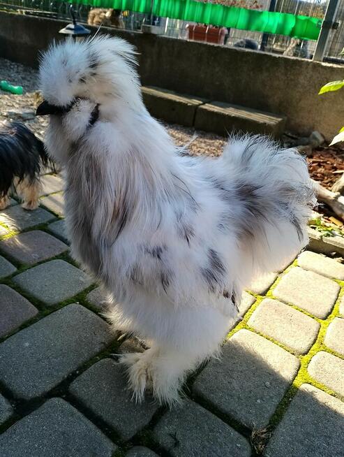 Koguty Silka USA jedwabiste oraz lokowane