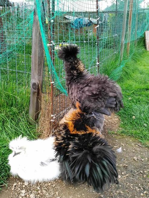 Koguty Silka USA jedwabiste oraz lokowane