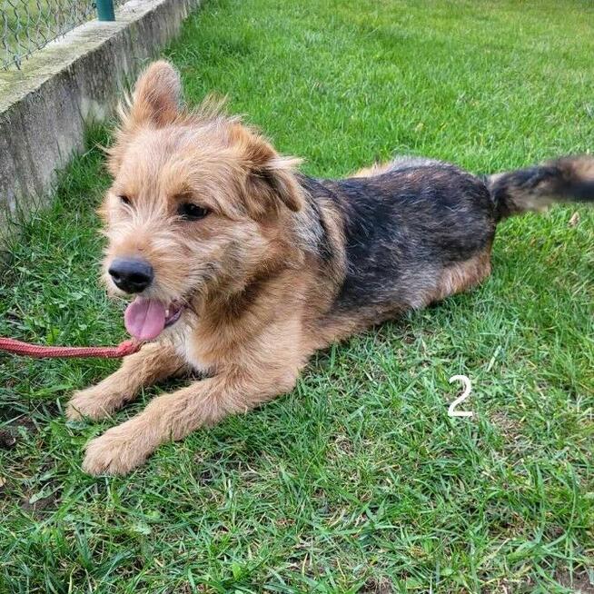 Pilne do adopcji pozostał 1 piesek o nr.ewid.I 2211/23 Podla