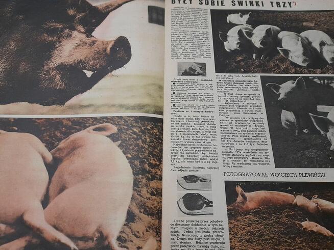 Przekrój z 1961 r 16 lipca.