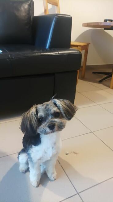 Strzyżenie psów Kościerzyna ul Kartuska 21