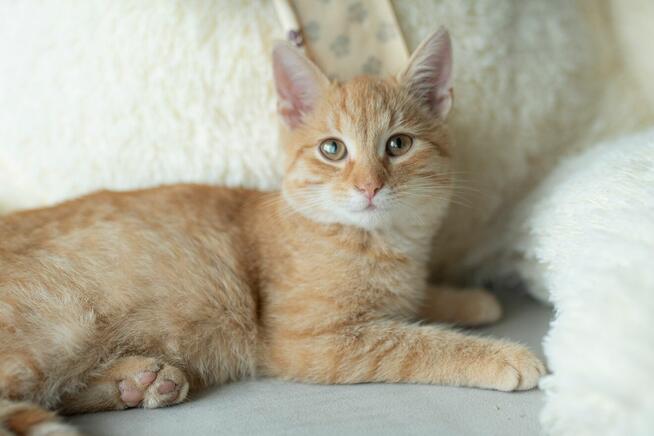 Ginger ma czas na znalezienie domu do 21.11i co dalej ulica!