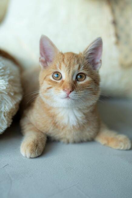 Ginger ma czas na znalezienie domu do 21.11i co dalej ulica!