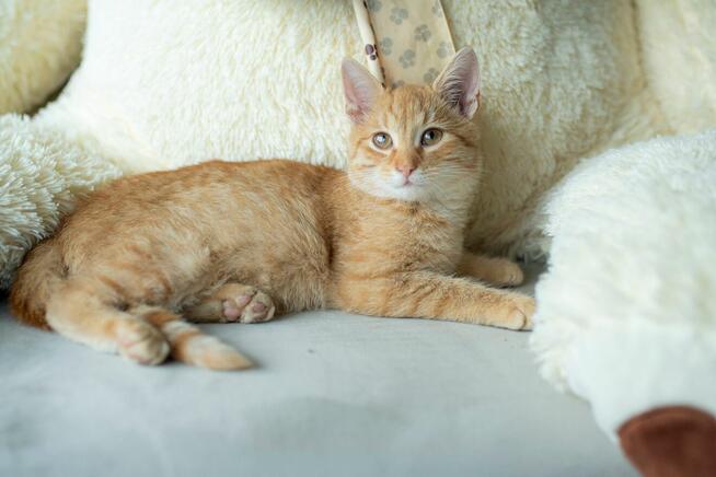 Ginger ma czas na znalezienie domu do 21.11i co dalej ulica!