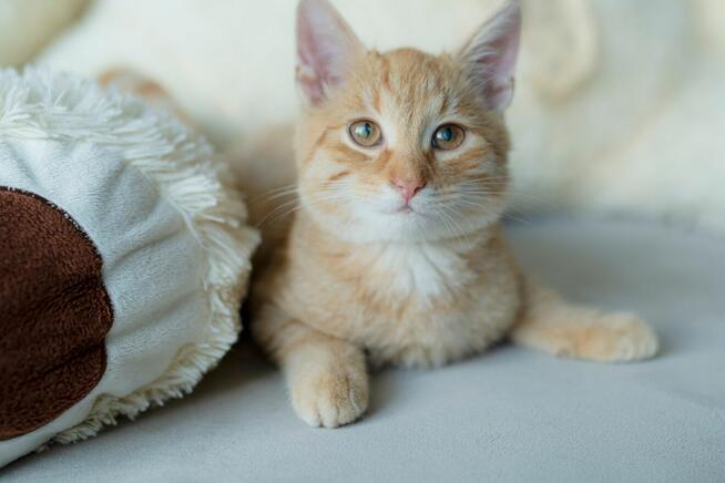 Ginger ma czas na znalezienie domu do 21.11i co dalej ulica!