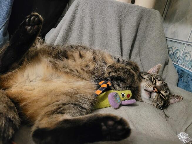 Wilga - pokocha Cię bezwarunkowo