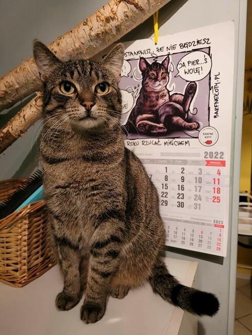 Wilga - pokocha Cię bezwarunkowo