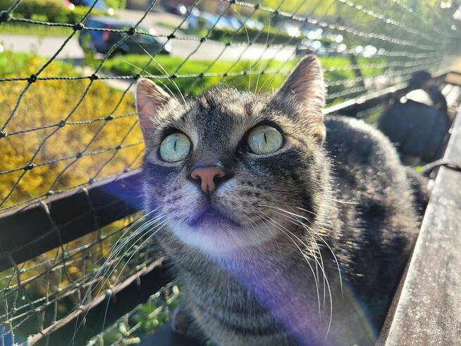 Wilga - pokocha Cię bezwarunkowo