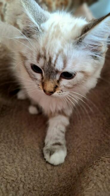 Piękne kocięta Ragdoll Rumia