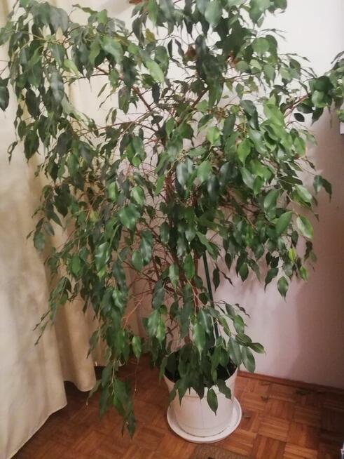 Sprzedam kwiat Ficus benjamina l.