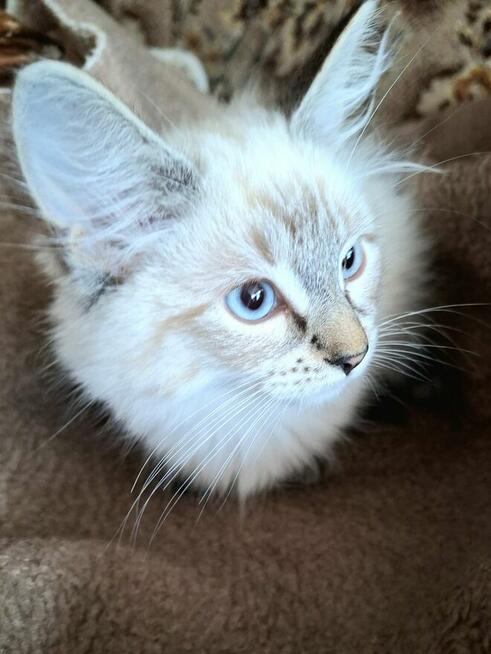 Piękne kocięta Ragdoll Rumia