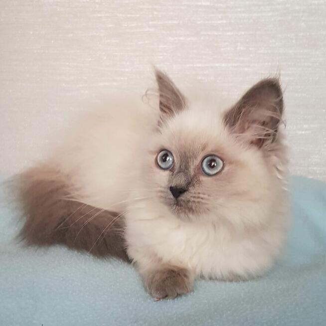 Piękne kocięta Ragdoll Rumia