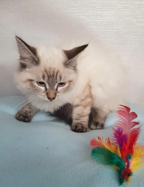 Piękne kocięta Ragdoll Rumia