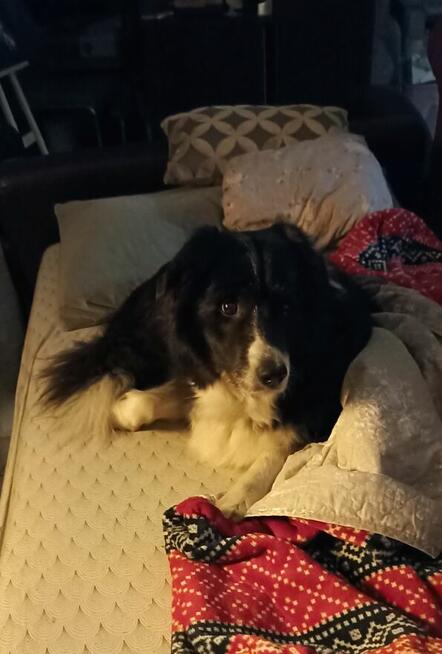 Hotel dla Psów RANCHO, Biadacz k/Kluczborka, opolskie