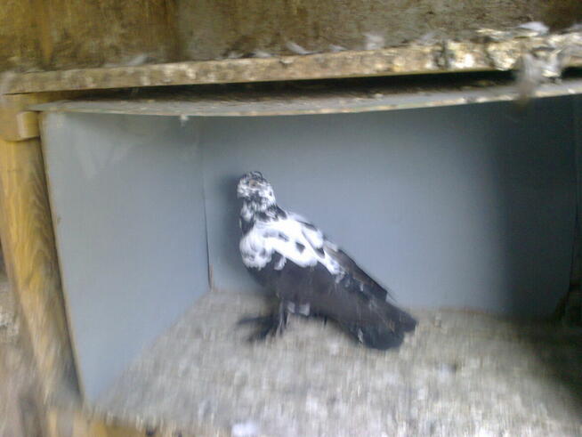 motyle warszawskie -samiczka