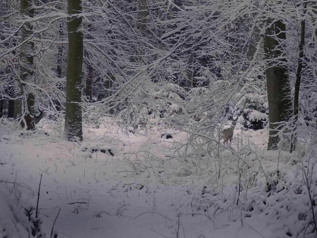 SPRZEDAM PIEKNA DZIAŁKE ROLNO-BUDOWLANA
