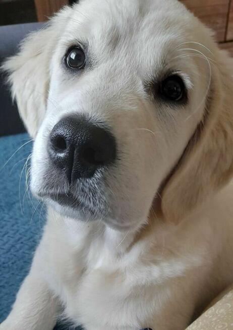 Golden retriever, suczka Aria - NADAL POSZUKIWANA