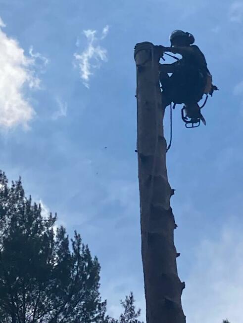 Wycinka drzew metodą alpinistyczną