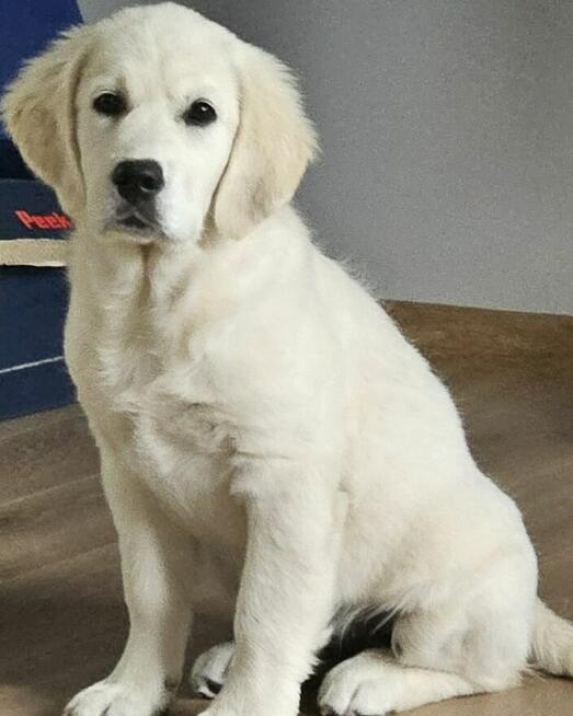 Golden retriever, suczka Aria - NADAL POSZUKIWANA