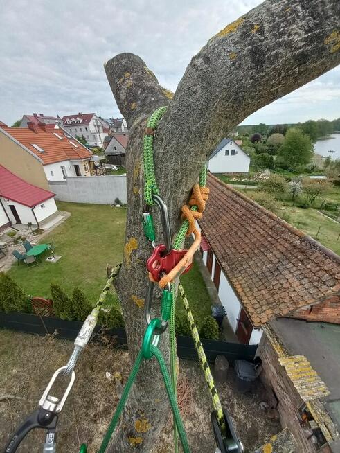 Wycinka drzew metodą alpinistyczną