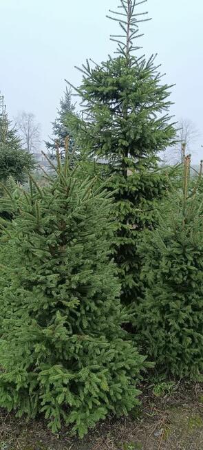 Sprzedaż hurtowa świerku pospolitego