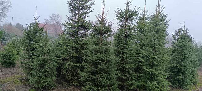 Sprzedaż hurtowa świerku pospolitego
