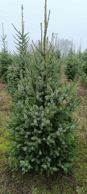 Sprzedaż hurtowa świerku pospolitego