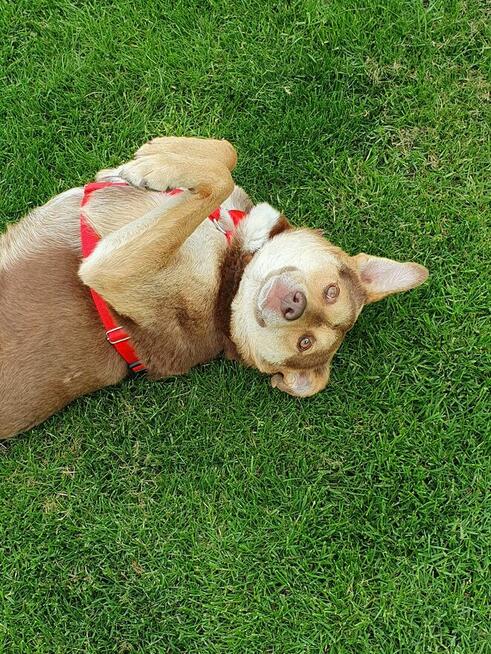 Pilne!! Bercik ok 4 let.piesek czeka na Ciebie Dorota Goł.