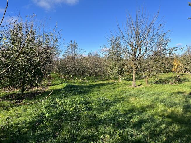Dom drewniany do remontu na działce w Zakrzowie.