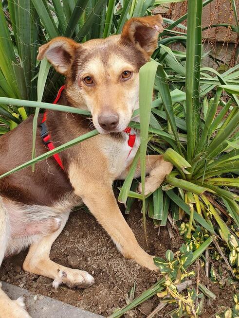 Pilne!! Bercik ok 4 let.piesek czeka na Ciebie Dorota Goł.